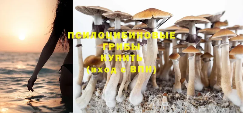 Псилоцибиновые грибы Cubensis  OMG как зайти  Пыталово 